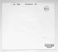 Tympanis conspersa image